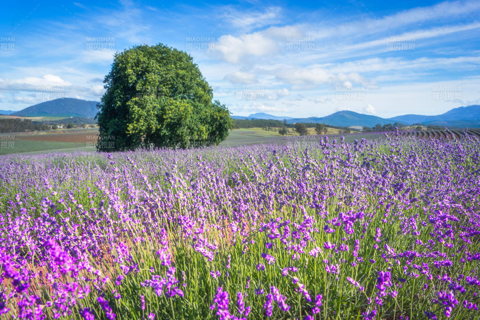塔斯马尼亚薰衣草花海与孤树图片