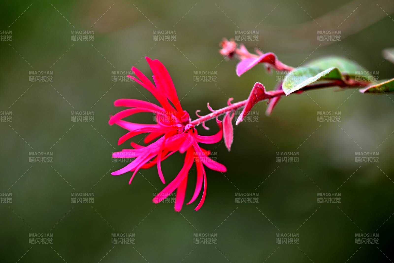 街头绿化带里女贞花艳丽绽放图片