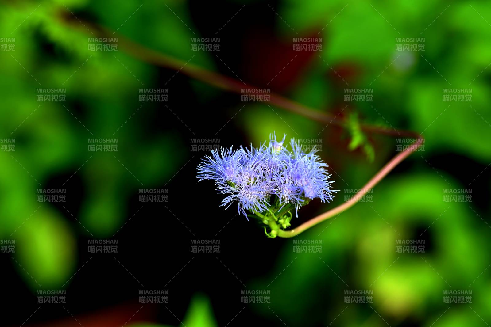 山间无名小花吸人驻足观赏图片