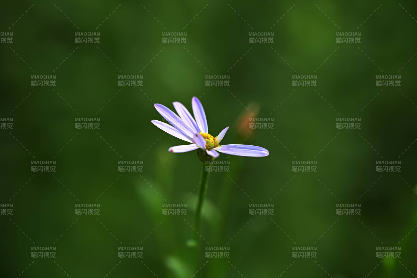 紫花绽放绿意中图片