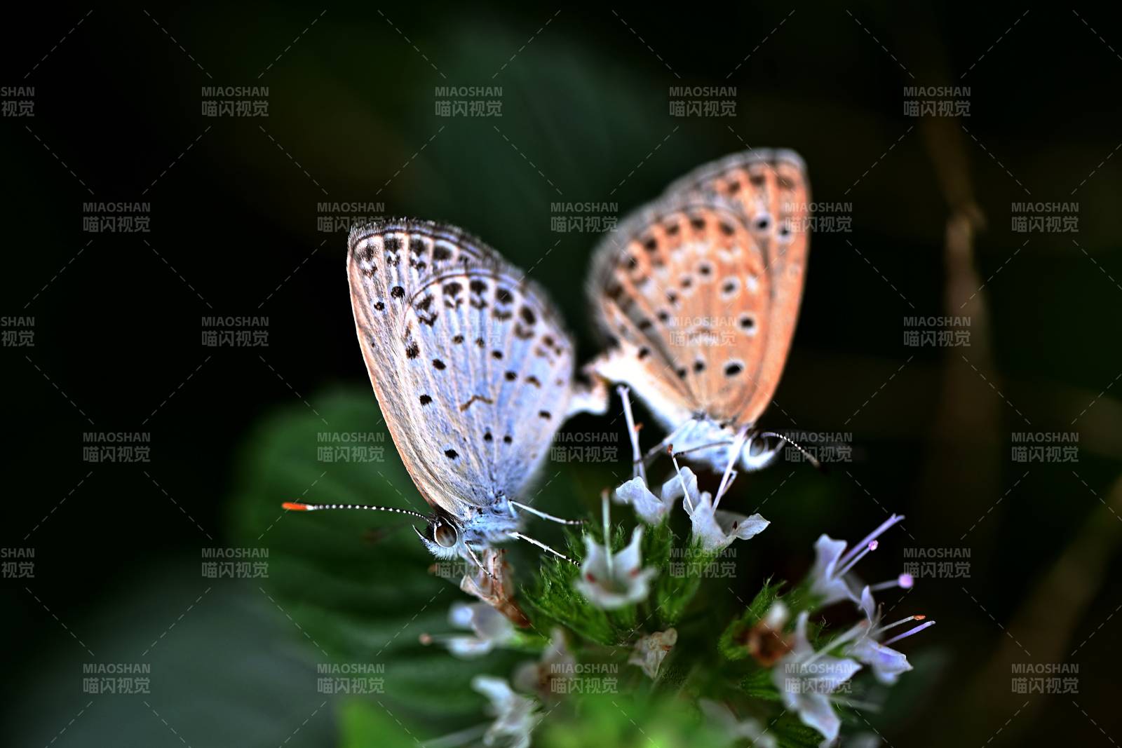 双蝶共舞花间图片