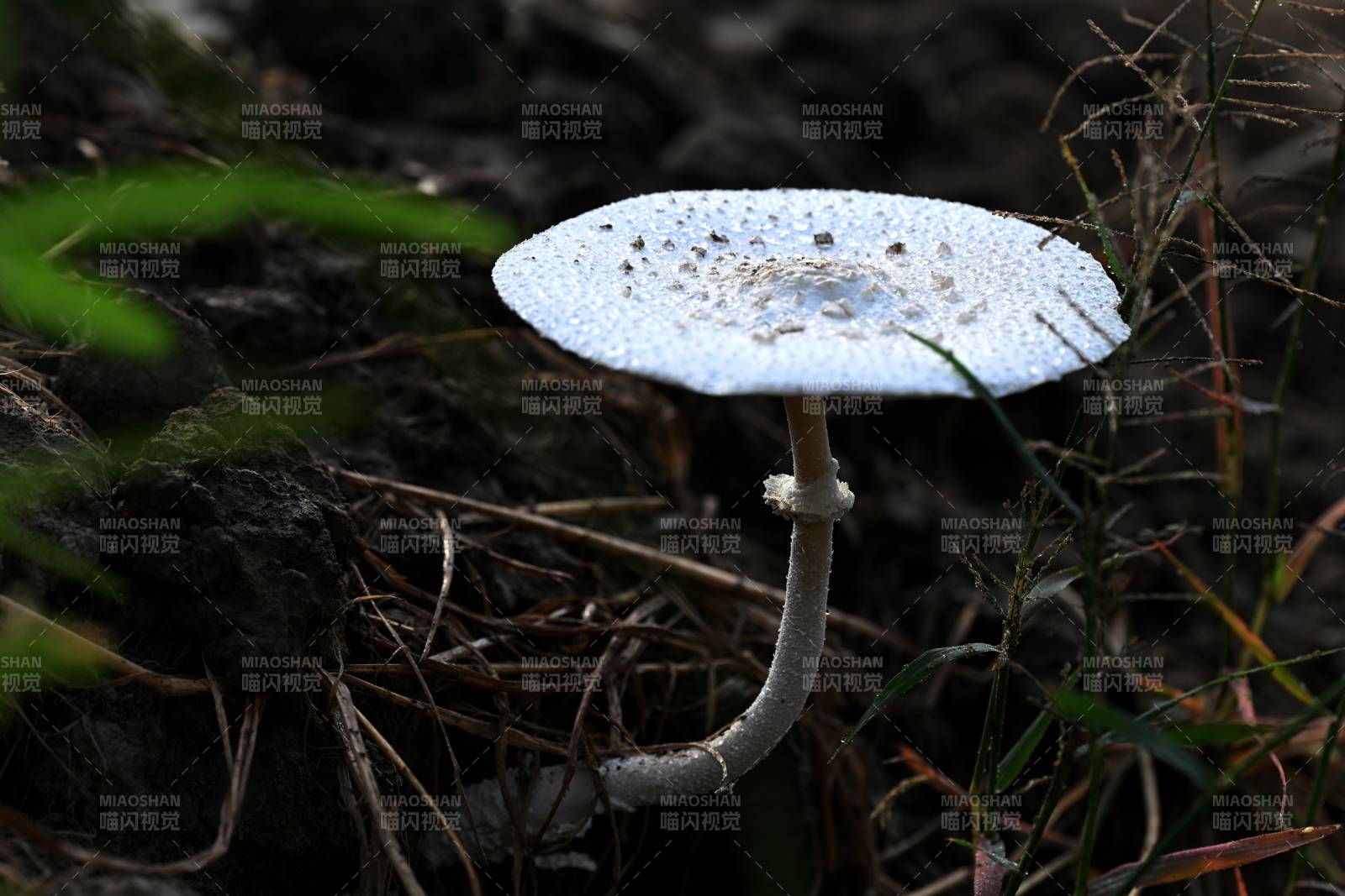 白伞菌林间静立图片