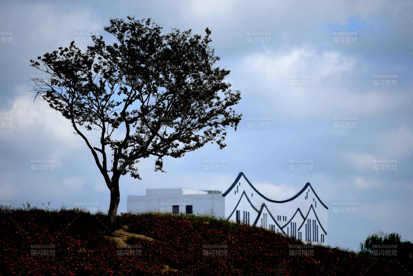 孤树映现代建筑图片