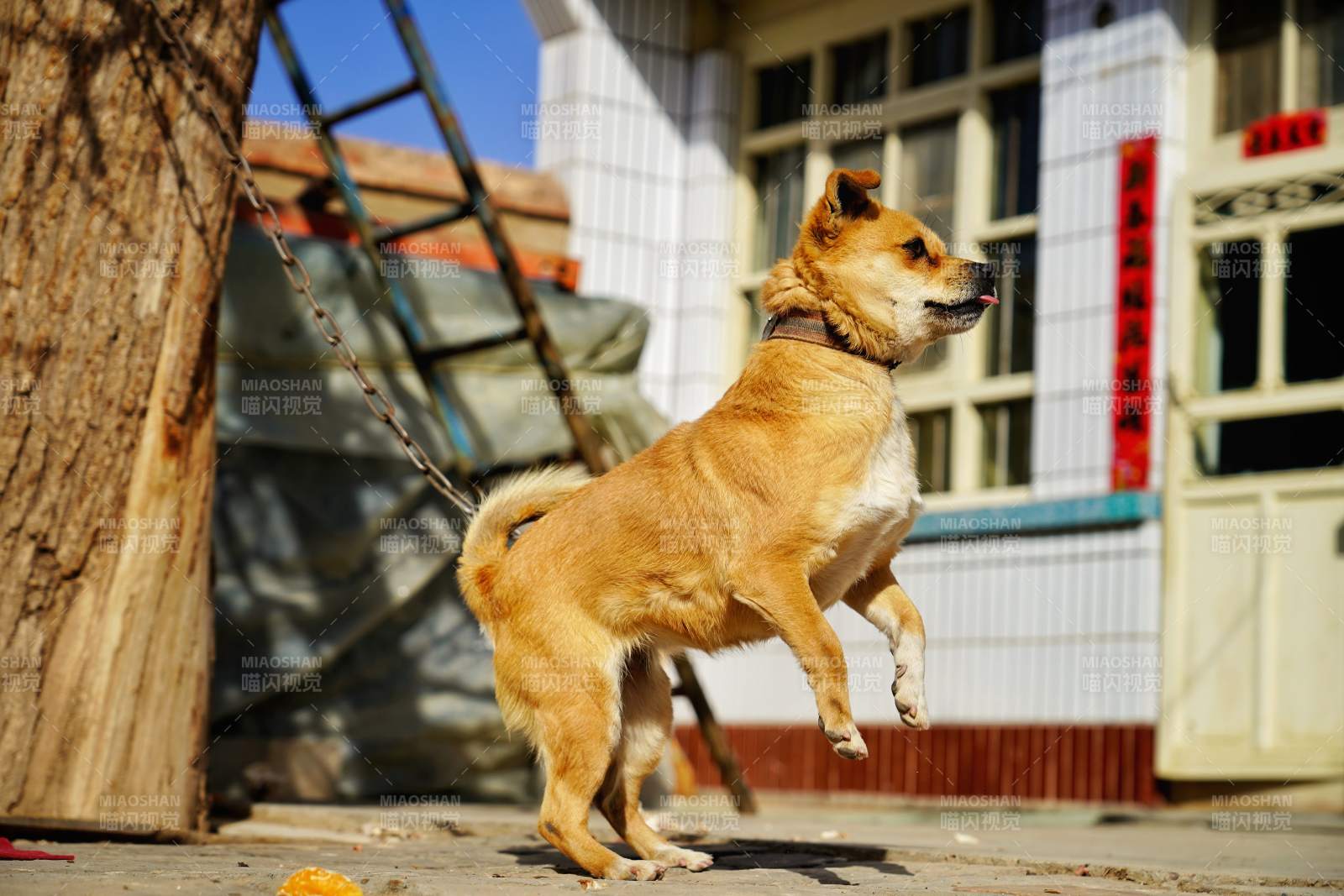 忠犬守门待主归图片