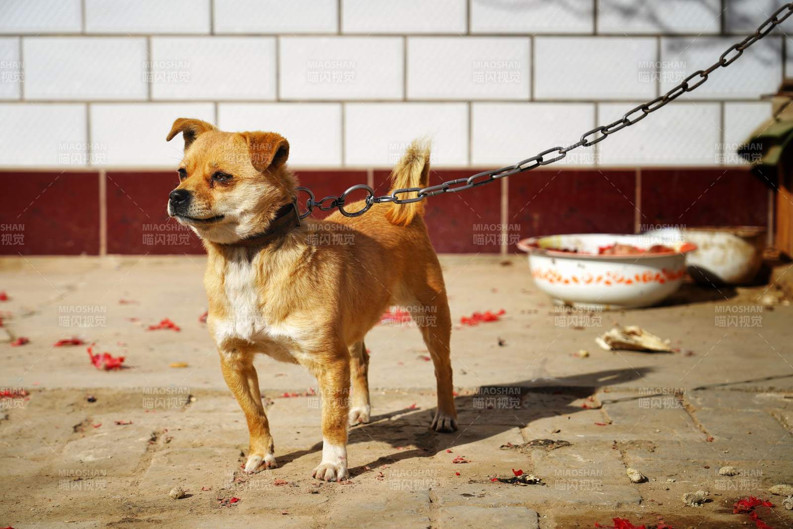 链拴小狗静立院中图片