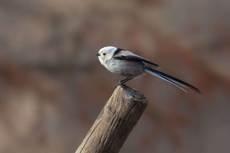 长尾山雀栖枝头图片