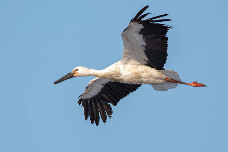 白鹳翱翔蓝天图片