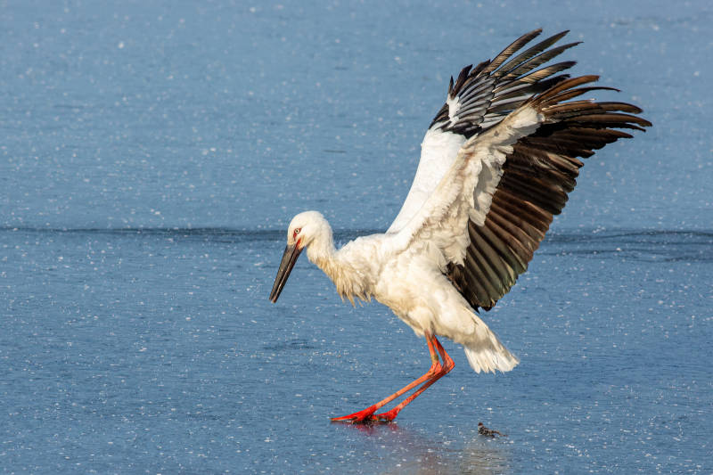 白鹳展翅飞翔图片