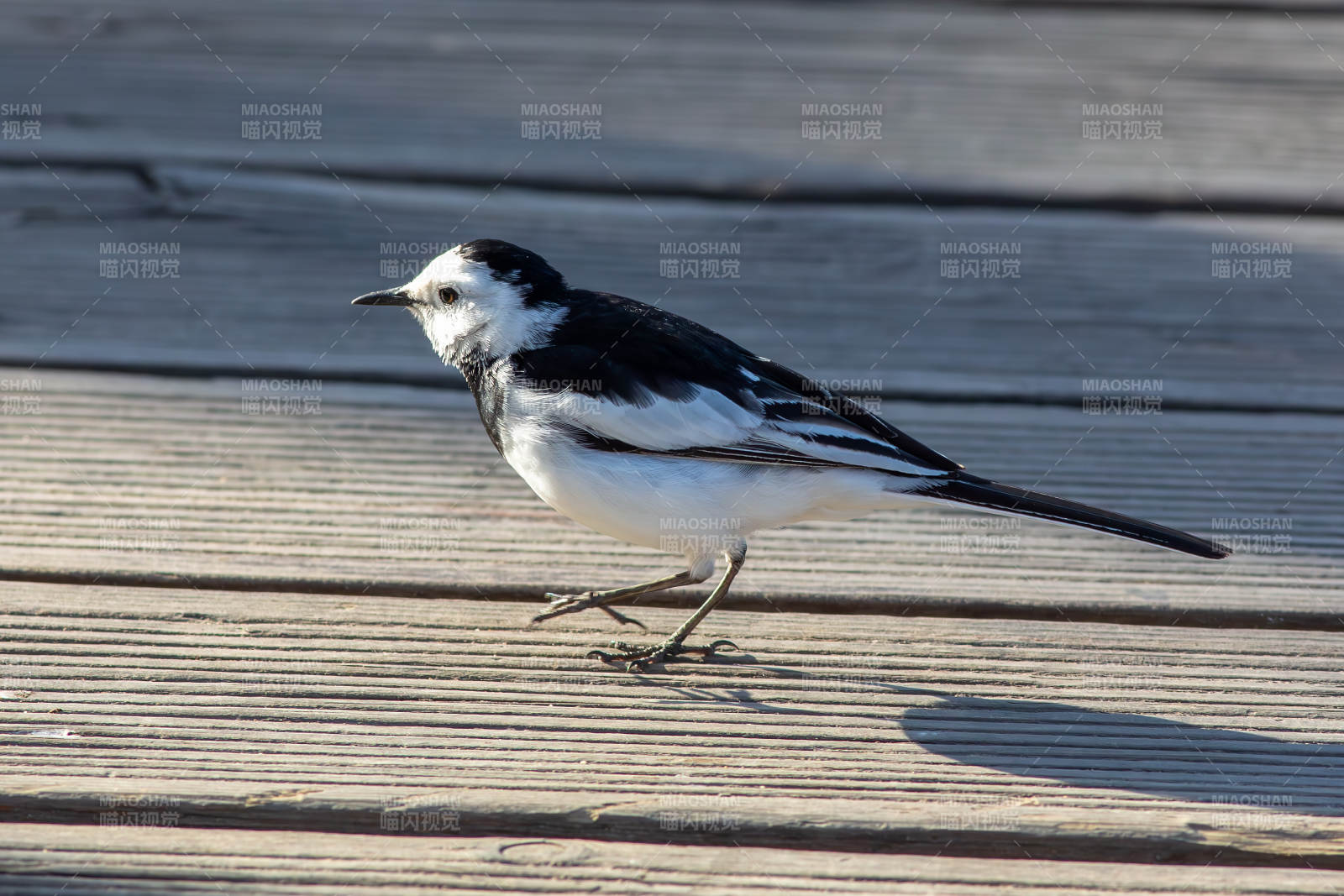 白鹡鸰在木板上行走图片