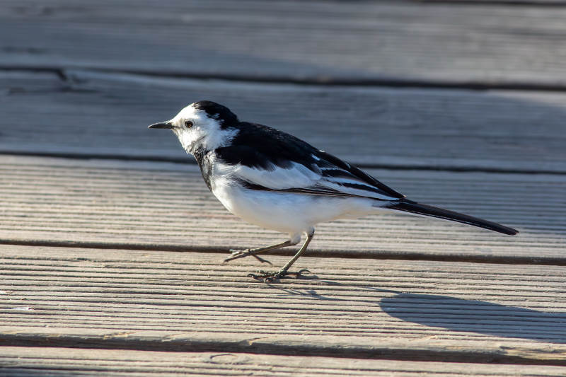 白鹡鸰在木板上行走图片