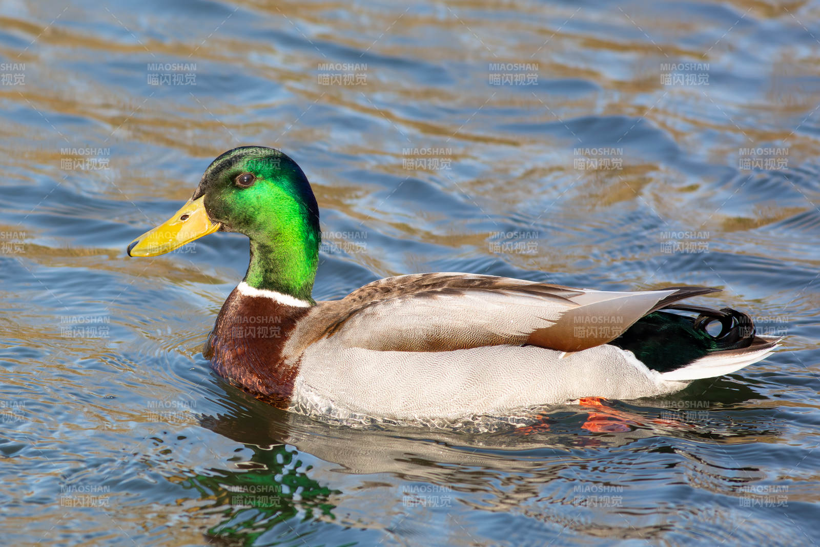绿头鸭游水图片