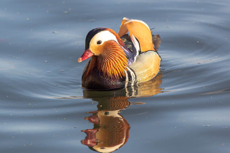 鸳鸯水中游图片