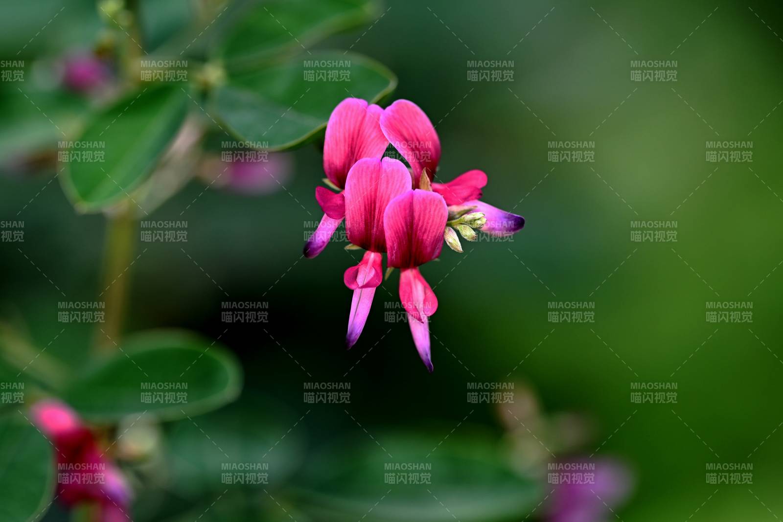 粉红花绽放绿叶间图片