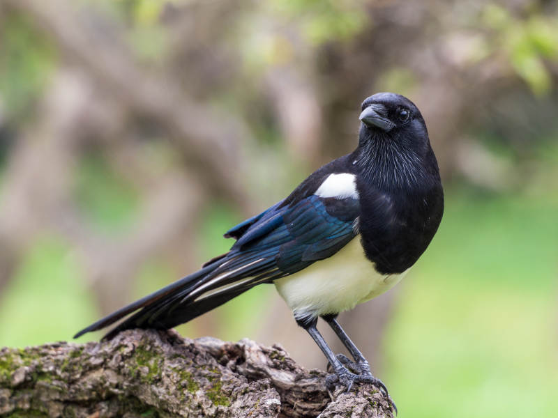 喜鹊栖枝头图片