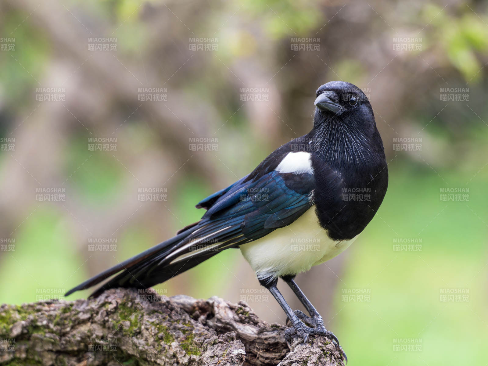 喜鹊栖枝头图片