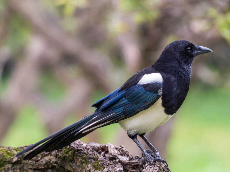 喜鹊栖枝头图片