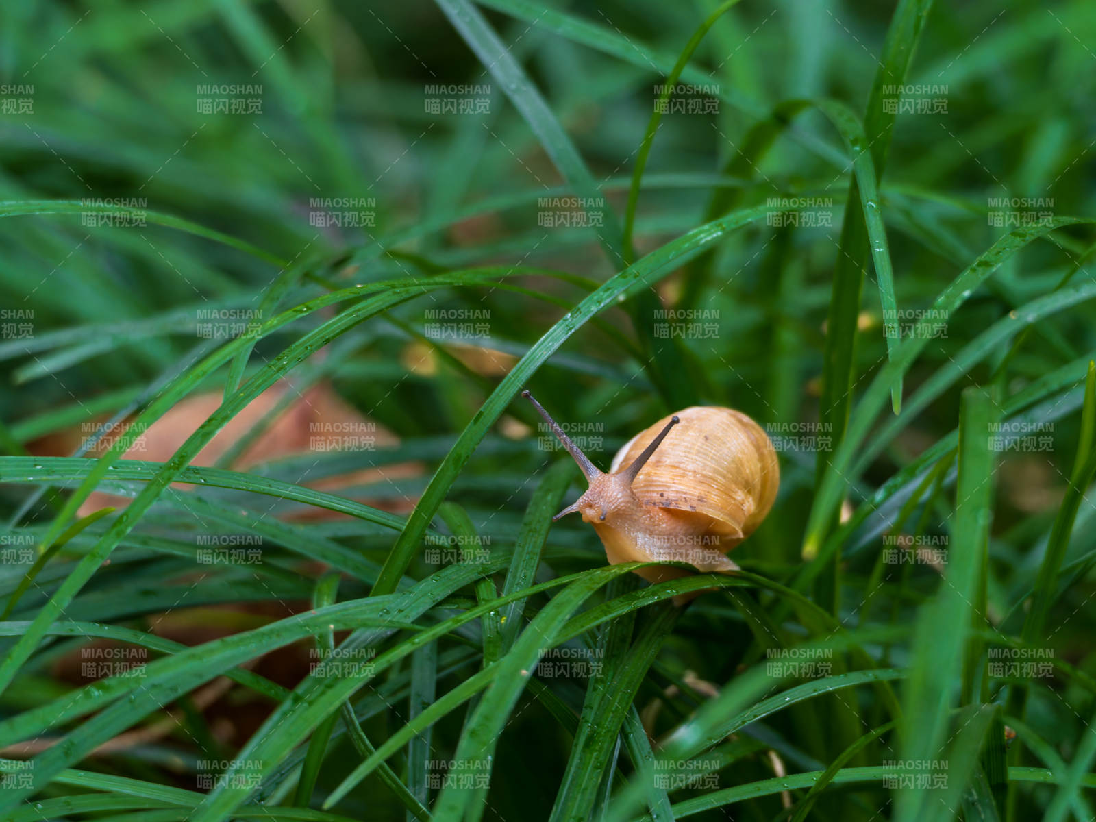 草间蜗牛缓缓行图片