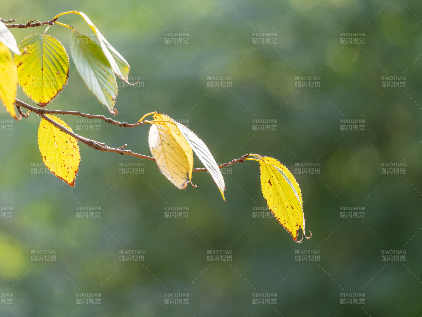 秋叶轻舞枝头图片