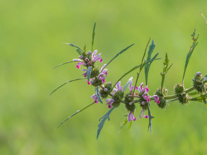 一株益母草图片