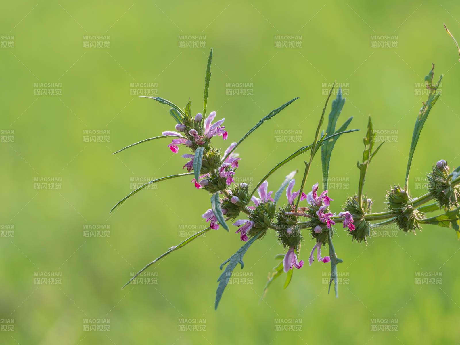 一株益母草图片