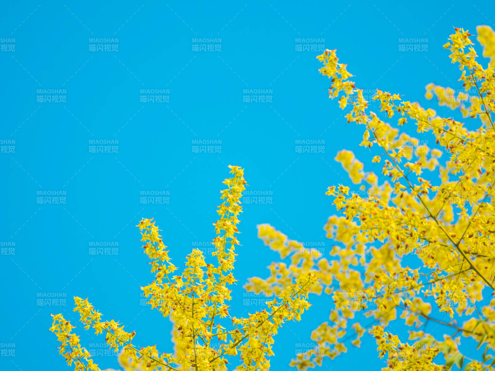 栾树开花映蓝天图片