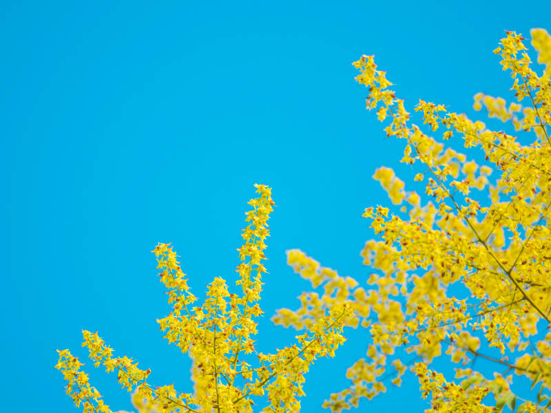 栾树开花映蓝天图片