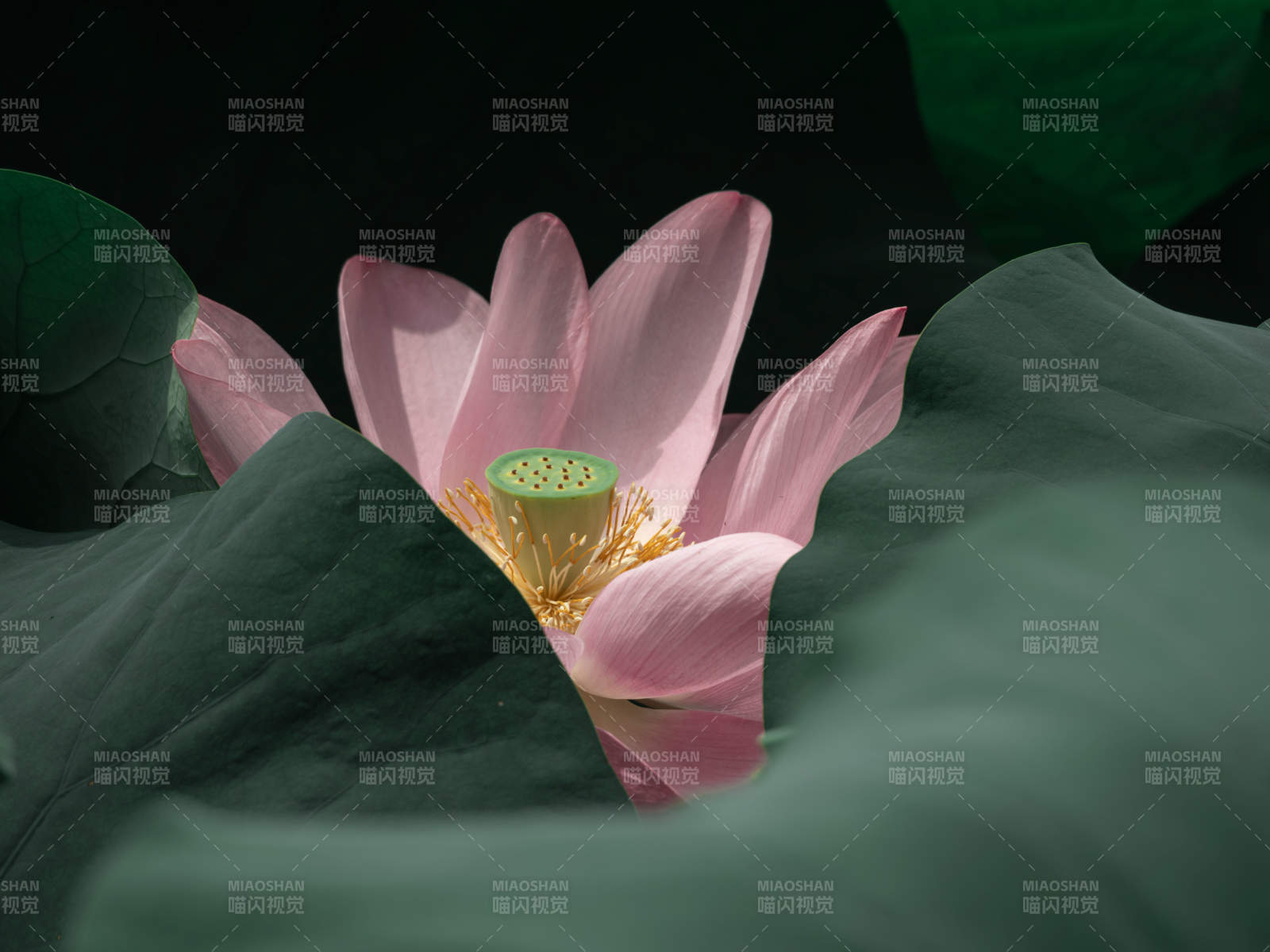 粉莲绽放于绿叶间图片