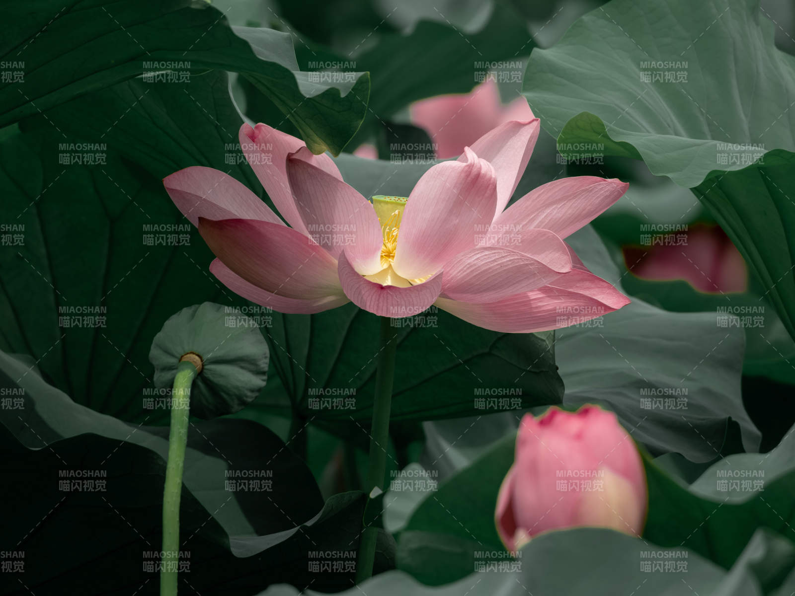 粉莲绽放绿叶间图片