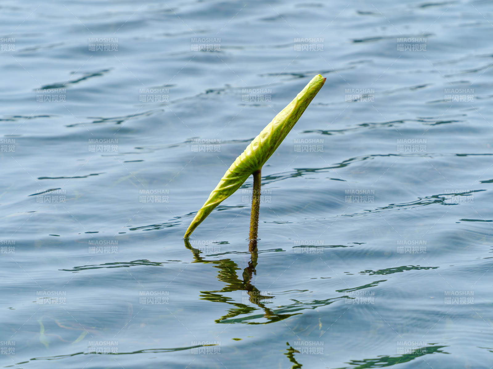 水生植物嫩芽图片