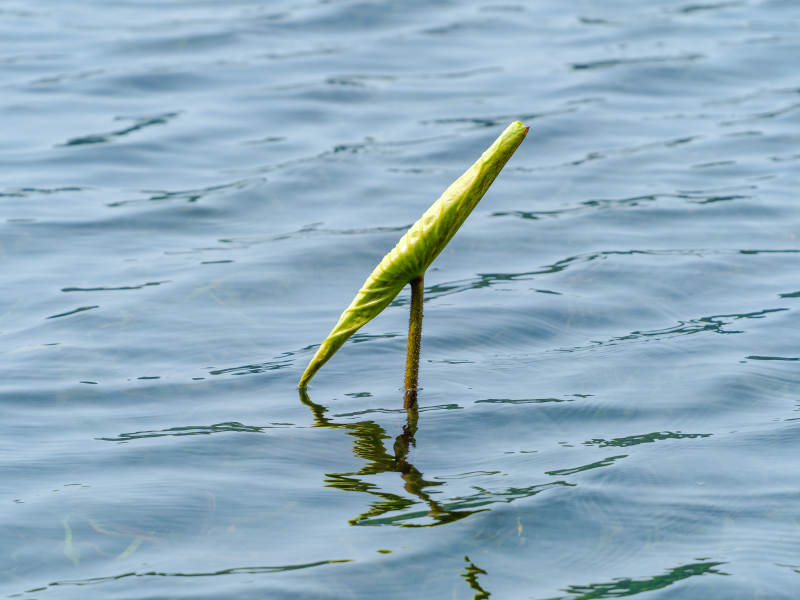 水生植物嫩芽图片