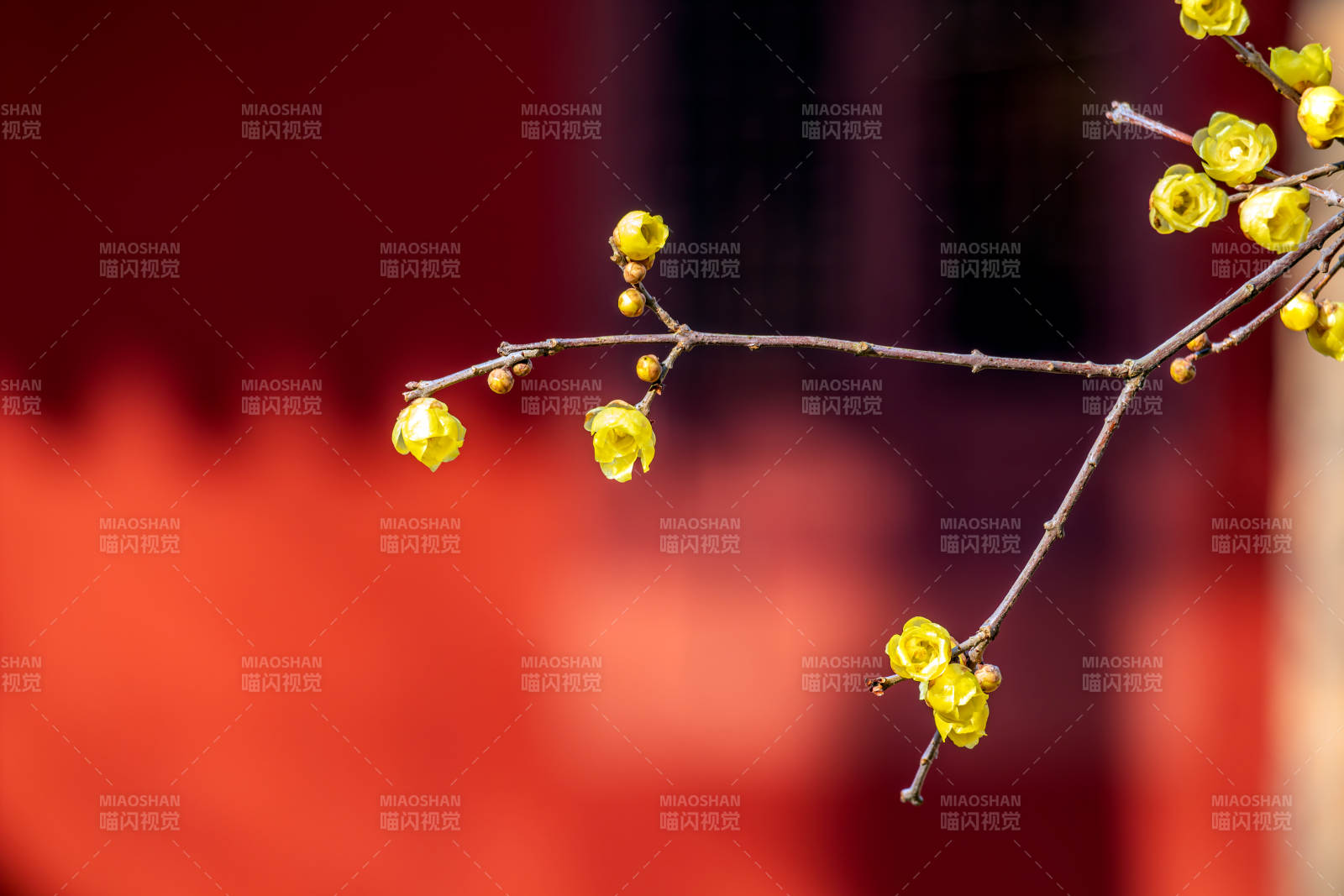 枝头迎春花绽放图片