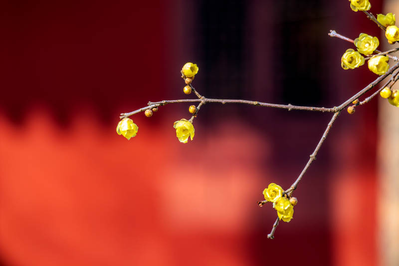 枝头迎春花绽放图片