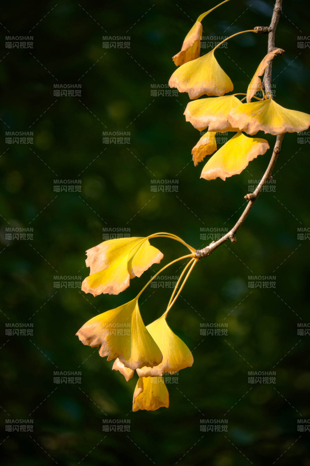 银杏叶黄秋意浓图片