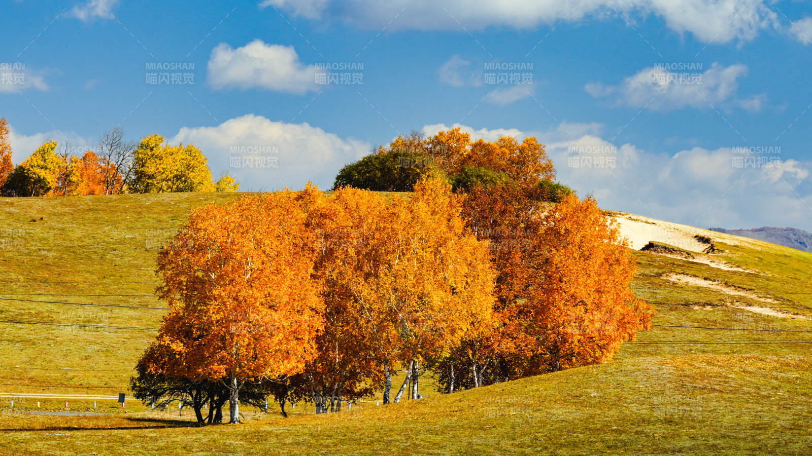 乌兰布统秋日金林风光图片