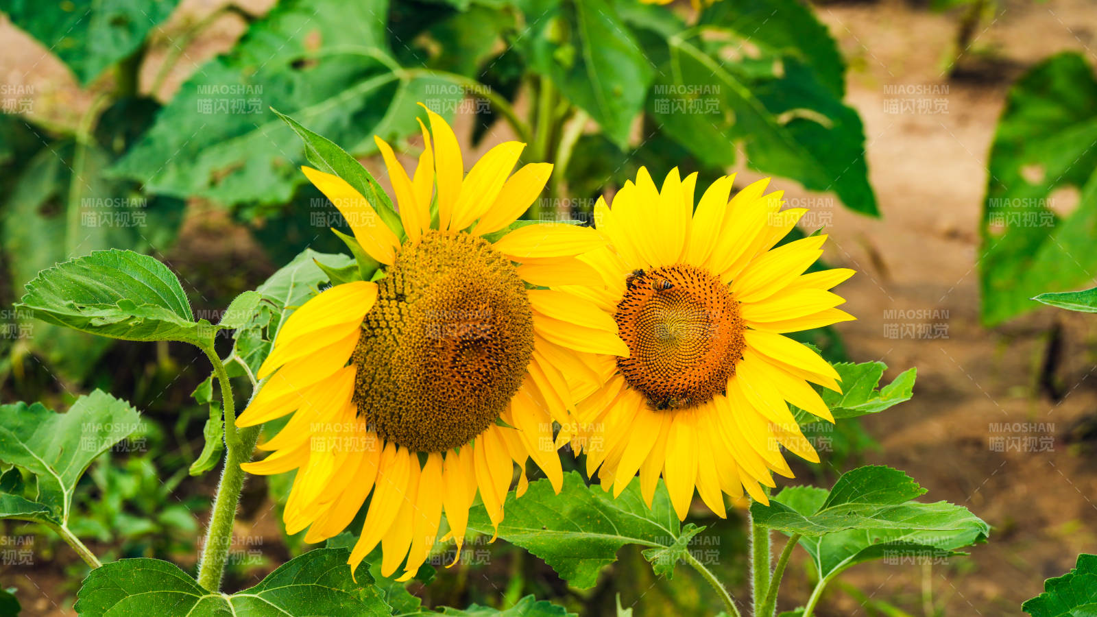 向日葵绽放图片