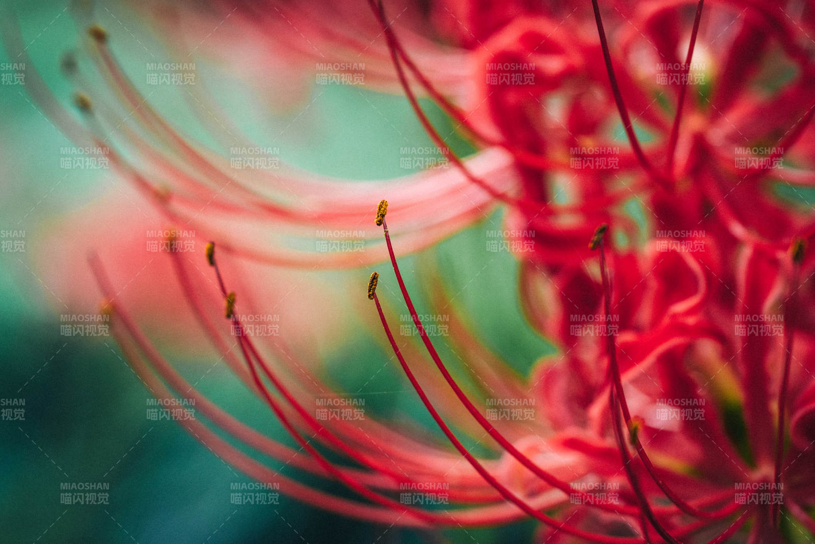 彼岸花绽放图片