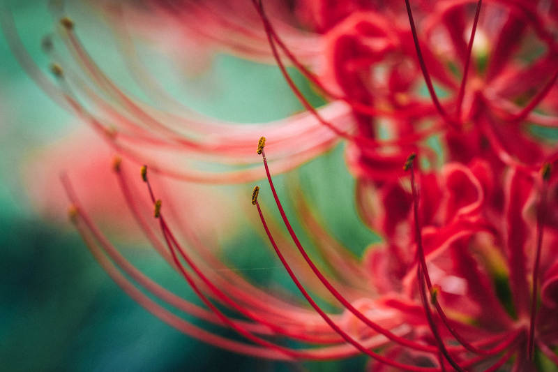 彼岸花绽放图片