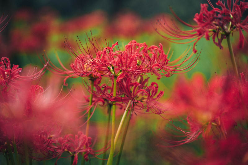 彼岸花绽放图片