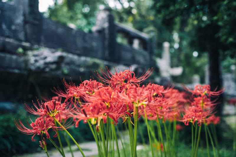 彼岸花绽放图片