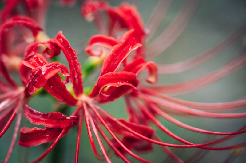 彼岸花绽放图片