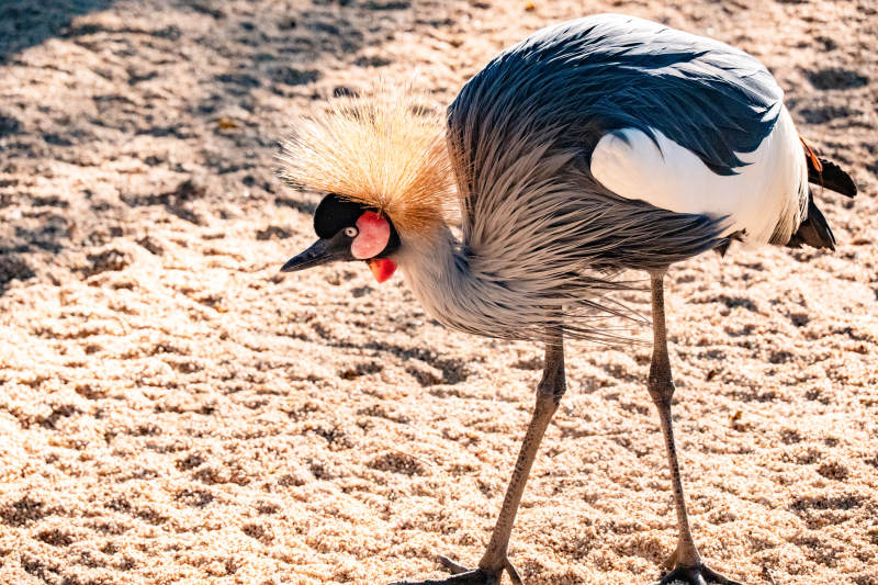 冠鹤沙地觅食图片