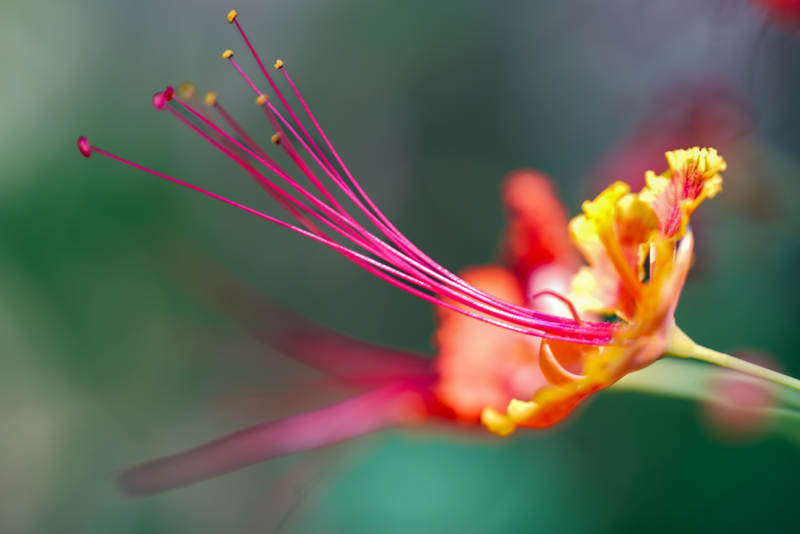花蕊绽放 色彩斑斓图片
