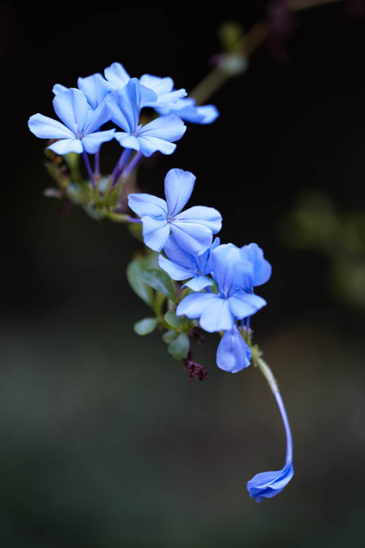 蓝雪花垂枝图片