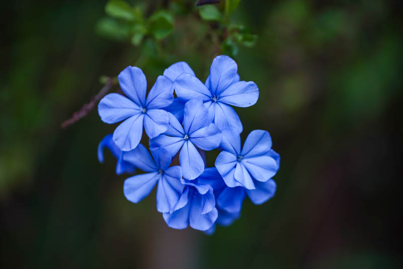 蓝雪花绽放图片