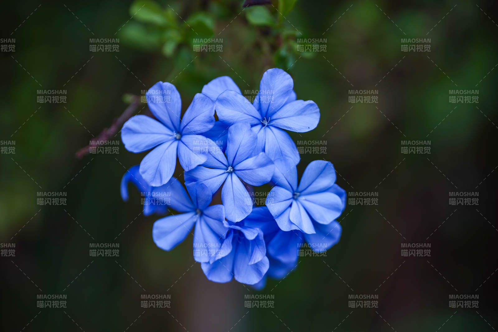 蓝雪花绽放图片