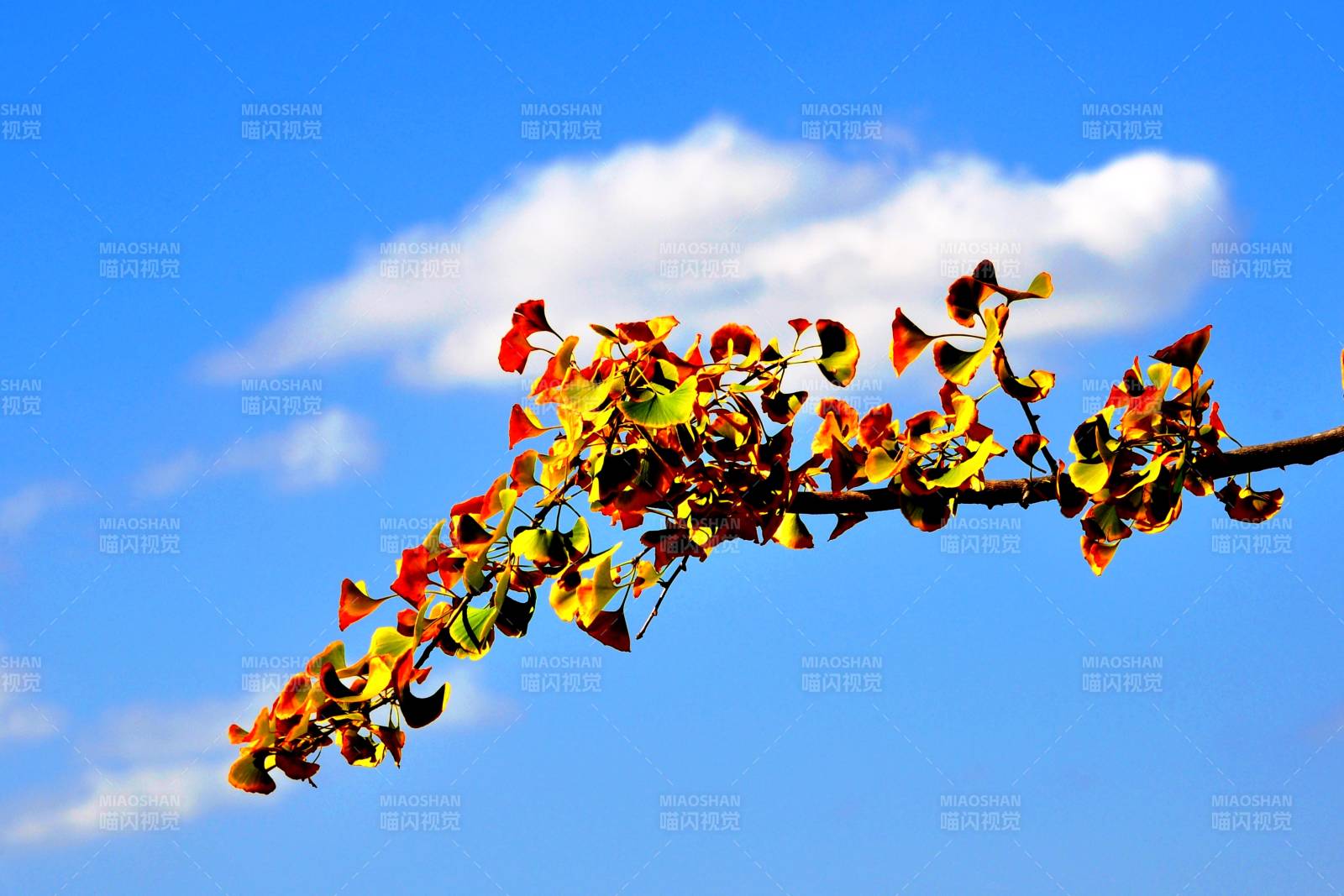 银杏叶映蓝天图片