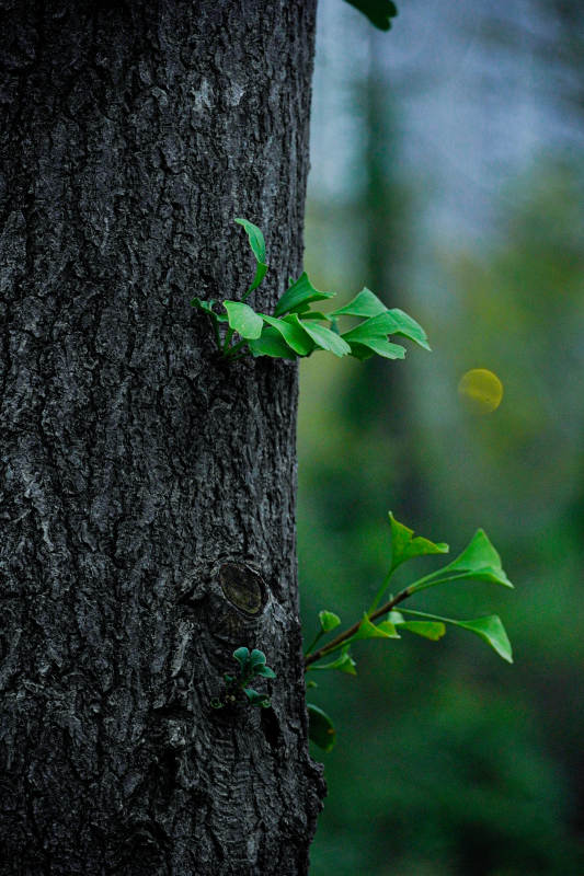 树干新绿生机盎然图片