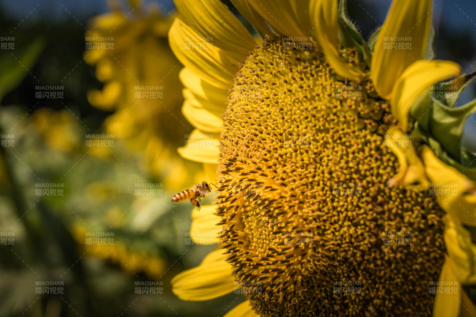 蜜蜂采蜜向日葵图片