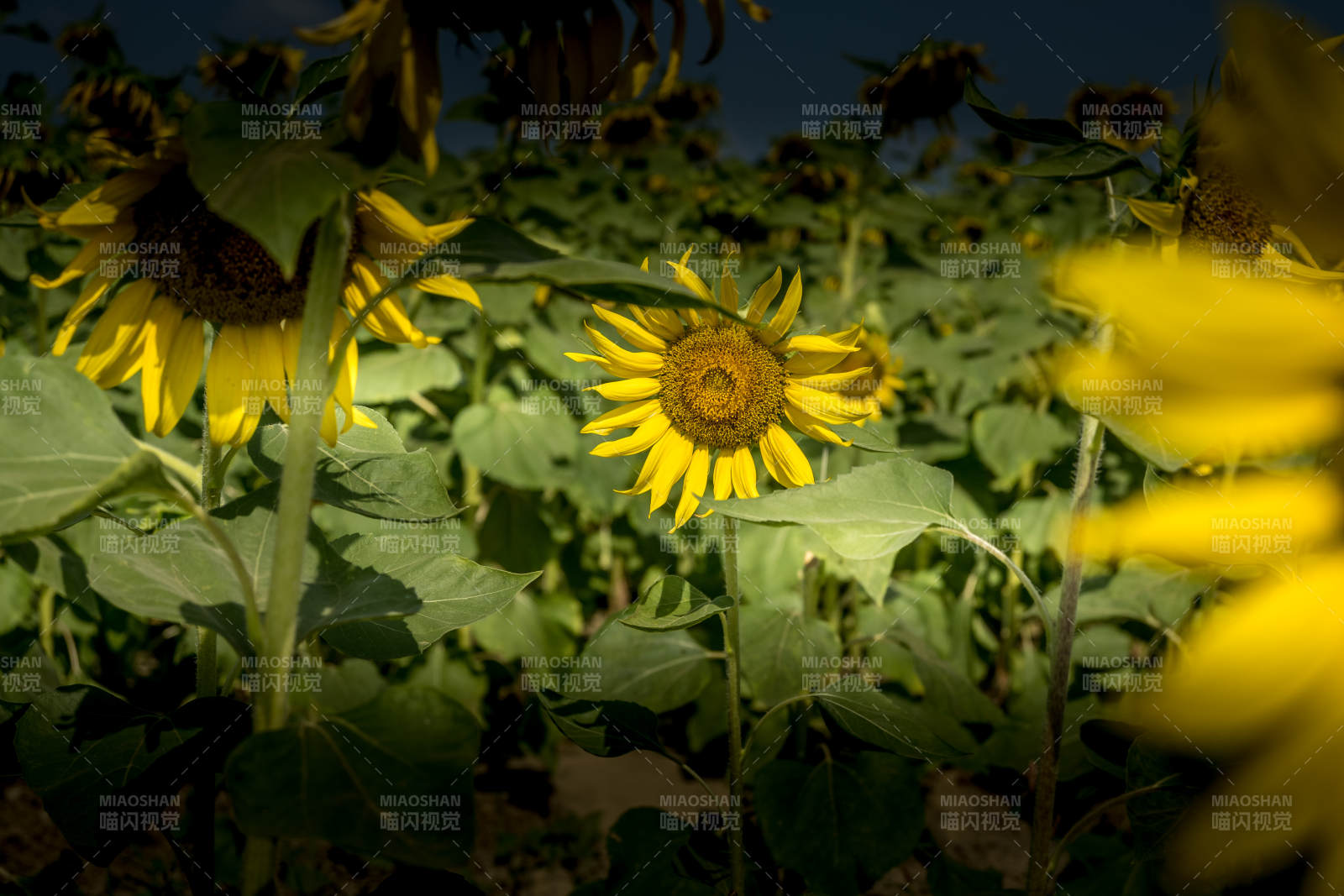 向日葵田间绽放图片