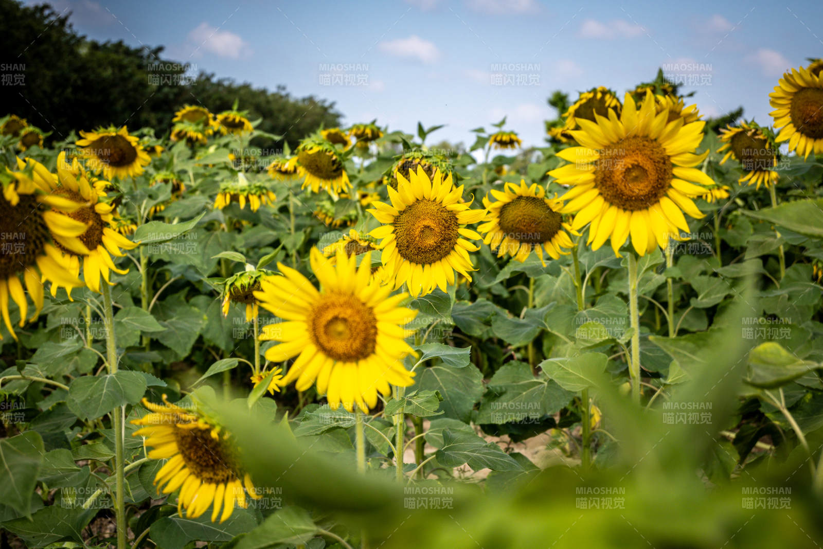 向日葵花海绽放图片